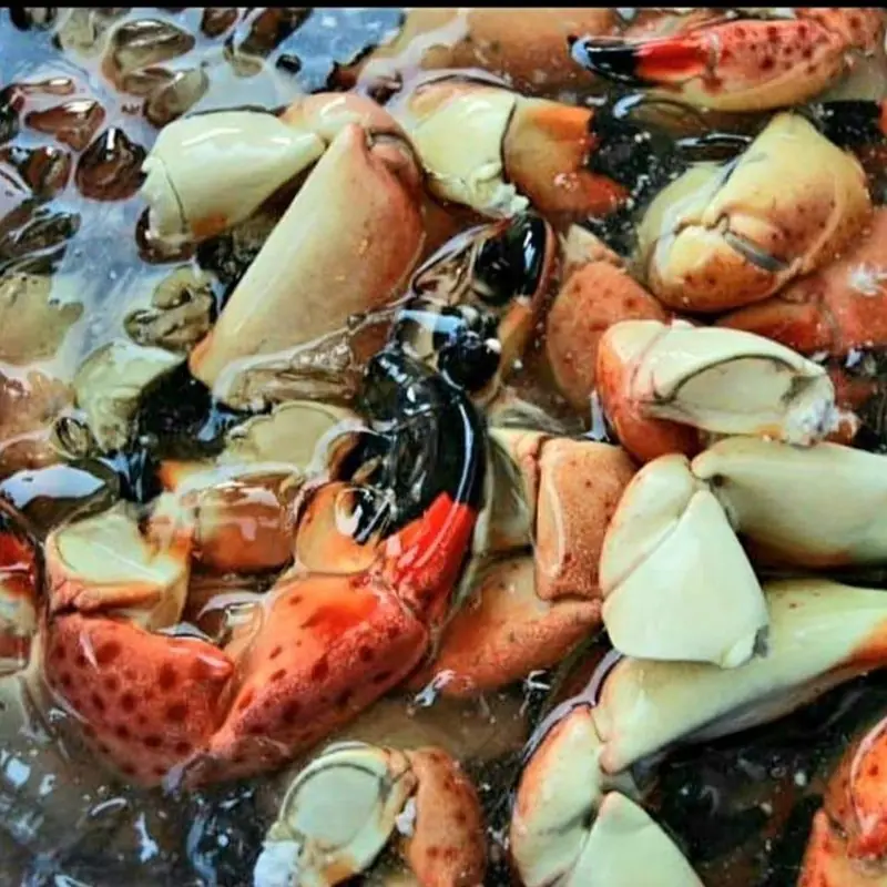 Cooked stone crab claws, orange with black tips, on ice