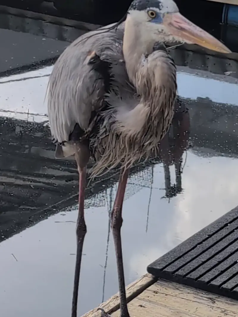 Freddy, the great blue heron who hangs around our dock
