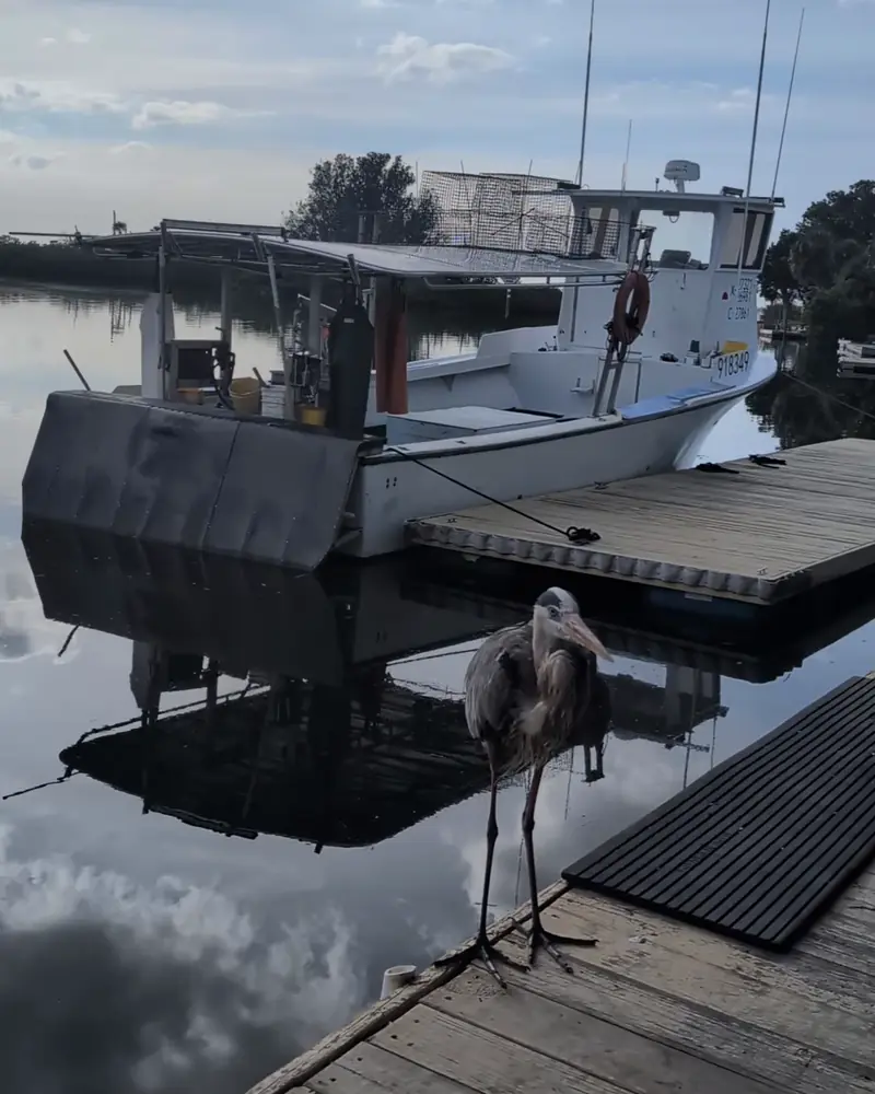 Freddy and the boat, January 2026