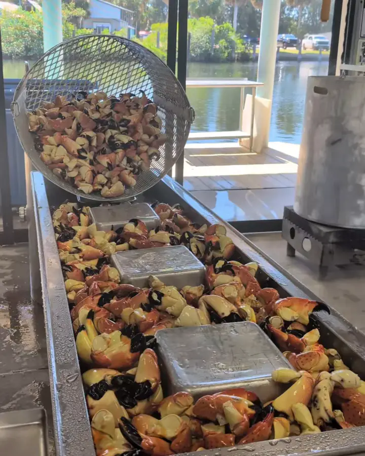 Trays of cooked stone crab claws on ice at our market, with the water through the window