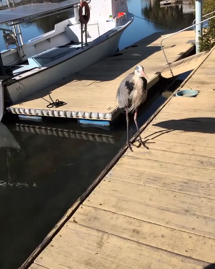 A heron on the dock beside the boat on a clear morning