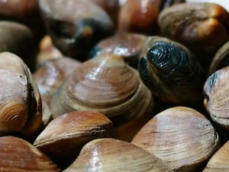 Cedar Key middle neck clams