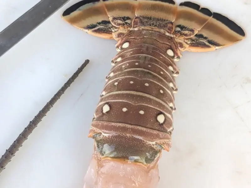 Florida spiny lobster tails