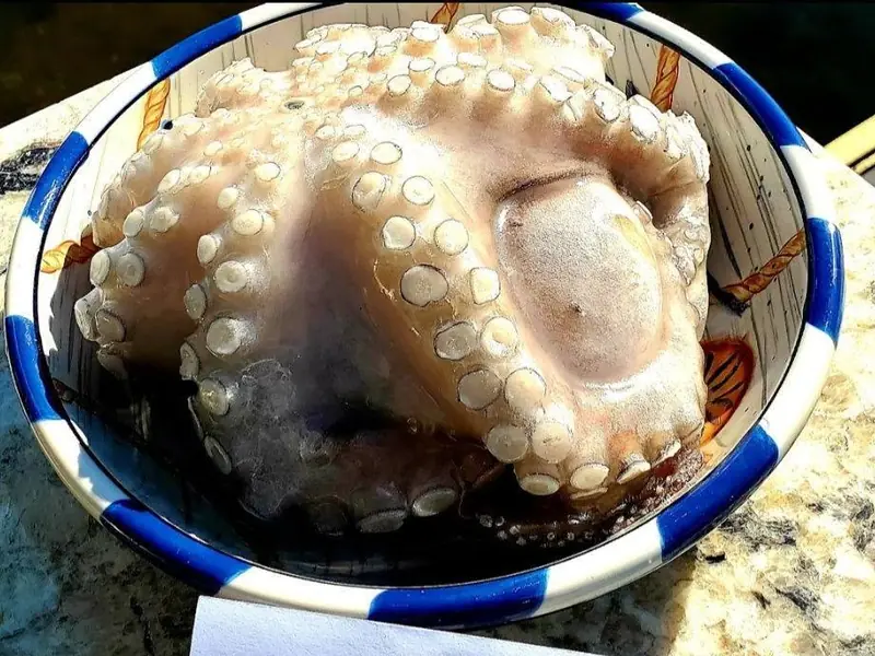 Octopus