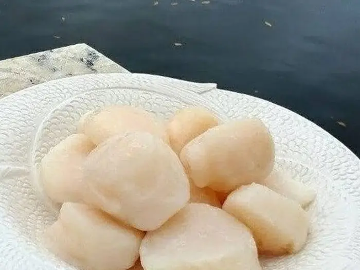North Atlantic sea scallops