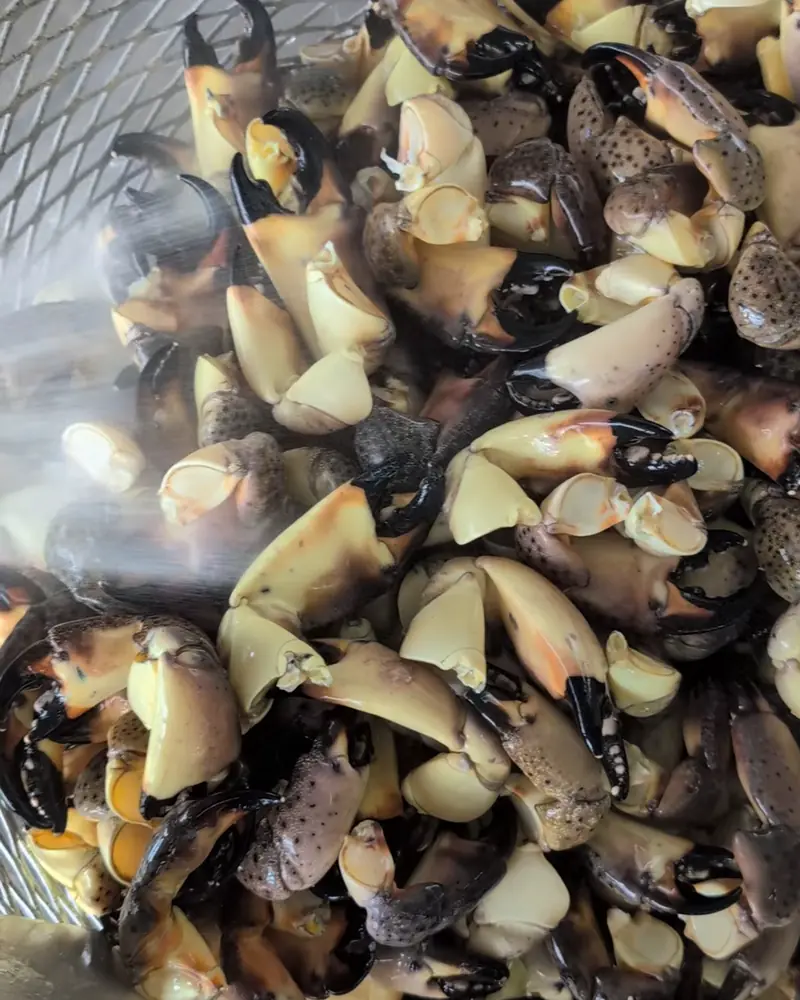 A basket of fresh stone crab claws being hosed down before cooking